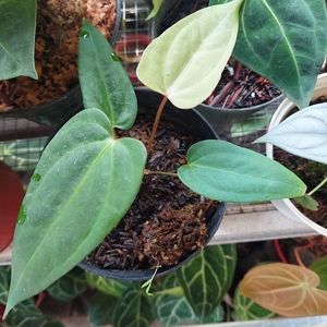 ANTHURIUM PAPILILLAMINUM